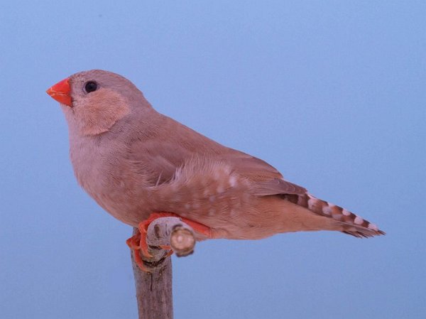 Oranjeborst bruin pop P1232120